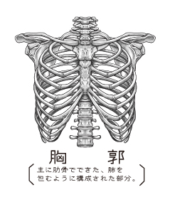 胸郭とは胸椎、胸骨、肋骨で構成された体幹の上部を指します